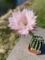 Preview: Echinopsis moso